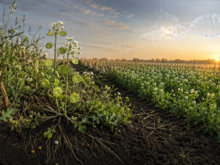 Cultivo de pennycress editado con CRISPR creciendo como cobertura invernal entre rastrojos de maíz, con flores blancas y vainas circulares.