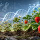 Evolución de la frutilla desde ancestros silvestres pequeños hasta variedades modernas cultivadas, conectadas por una doble hélice de ADN.