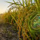 Plantas de arroz con panículas abundantes creciendo bajo sequía, representando una estrategia que aumenta el rendimiento y la tolerancia al estrés.
