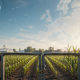 Edición genética con CRISPR en cultivos agrícolas de Europa bajo el nuevo marco regulatorio de la Unión Europea