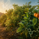 Huerto de cítricos en Europa representando biotecnología, inteligencia artificial y desarrollo de variedades resistentes al cambio climático.