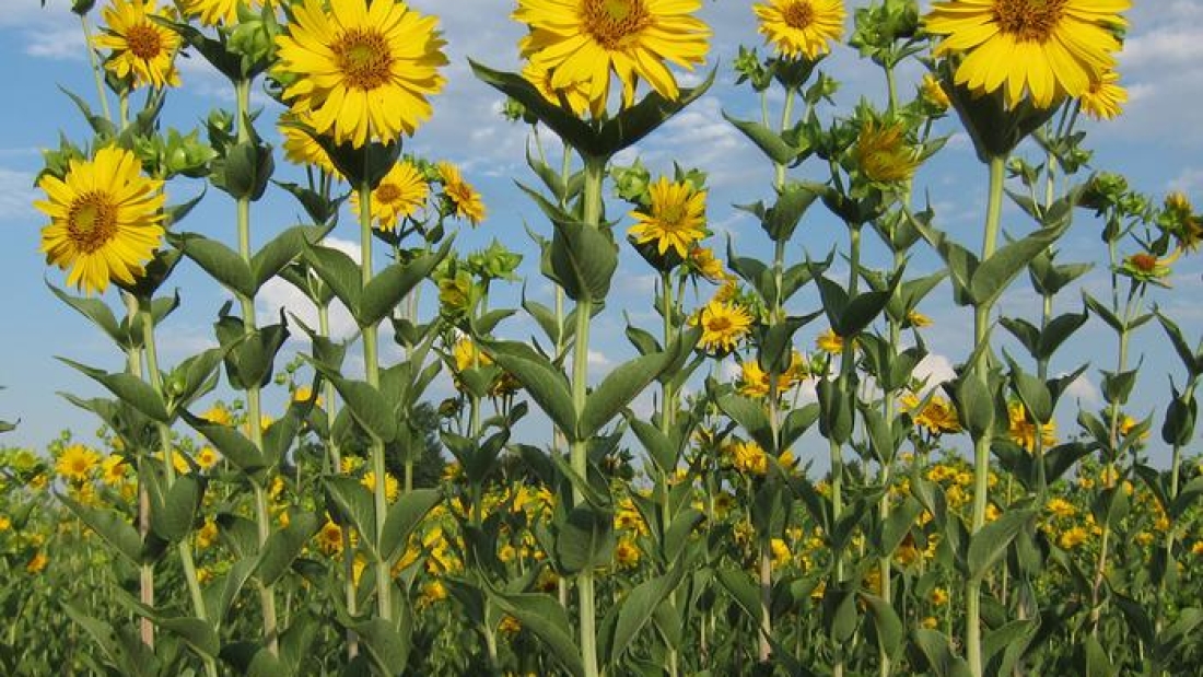 Plantas de Silphium integrifolium en una parcela de prueba de investigación sobre domesticación de cultivos en The Land Institute en Salina, KS, EE. UU.