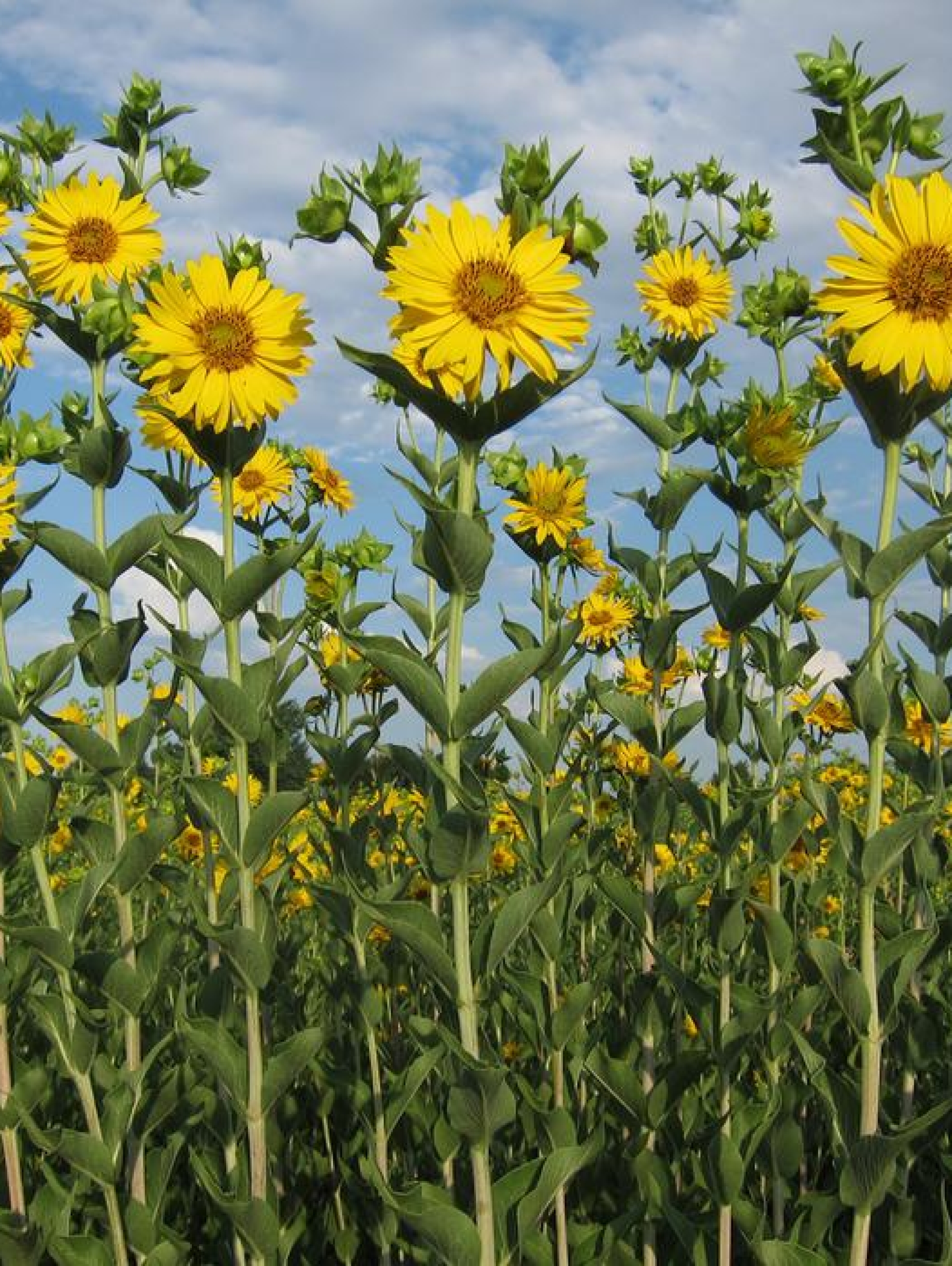Plantas de Silphium integrifolium en una parcela de prueba de investigación sobre domesticación de cultivos en The Land Institute en Salina, KS, EE. UU.