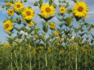 Plantas de Silphium integrifolium en una parcela de prueba de investigación sobre domesticación de cultivos en The Land Institute en Salina, KS, EE. UU.