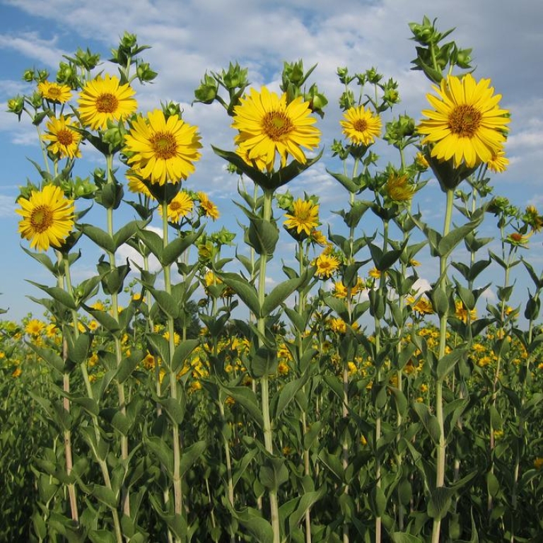 Plantas de Silphium integrifolium en una parcela de prueba de investigación sobre domesticación de cultivos en The Land Institute en Salina, KS, EE. UU.