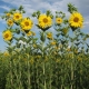 Plantas de Silphium integrifolium en una parcela de prueba de investigación sobre domesticación de cultivos en The Land Institute en Salina, KS, EE. UU.