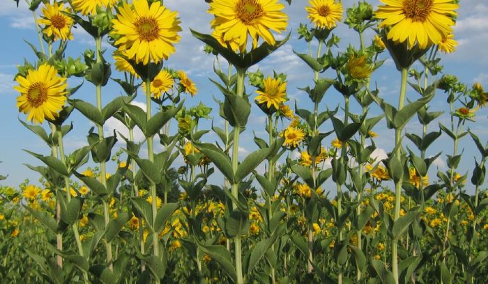 Plantas de Silphium integrifolium en una parcela de prueba de investigación sobre domesticación de cultivos en The Land Institute en Salina, KS, EE. UU.