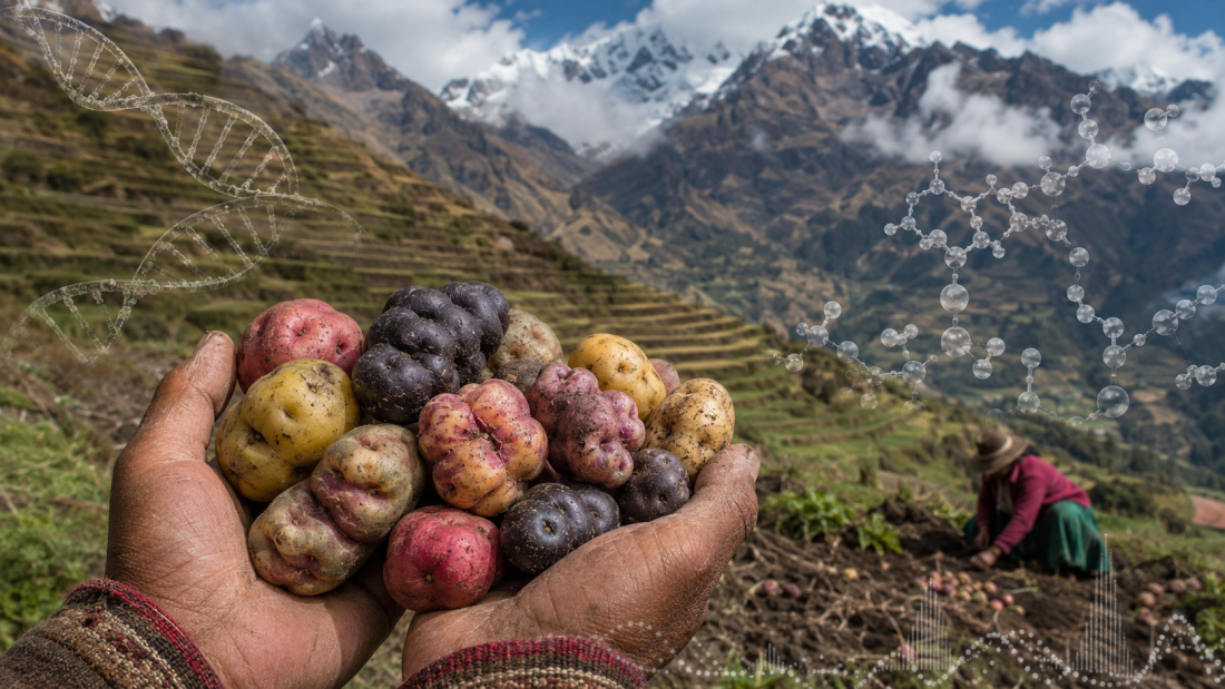 Papas nativas cosechadas en un campo de los Andes peruanos, con elementos genómicos que representan la adaptación humana a una dieta rica en almidón.