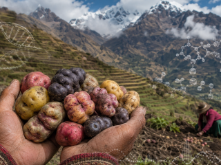 Papas nativas cosechadas en un campo de los Andes peruanos, con elementos genómicos que representan la adaptación humana a una dieta rica en almidón.