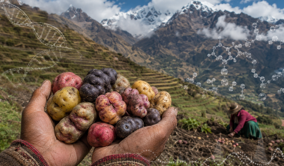 Papas nativas cosechadas en un campo de los Andes peruanos, con elementos genómicos que representan la adaptación humana a una dieta rica en almidón.