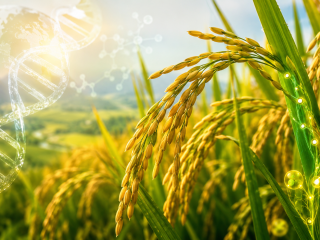 Planta de arroz con representación de ADN y flujo de nutrientes, simbolizando ingeniería genética y eficiencia de uso del nitrógeno