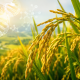 Planta de arroz con representación de ADN y flujo de nutrientes, simbolizando ingeniería genética y eficiencia de uso del nitrógeno