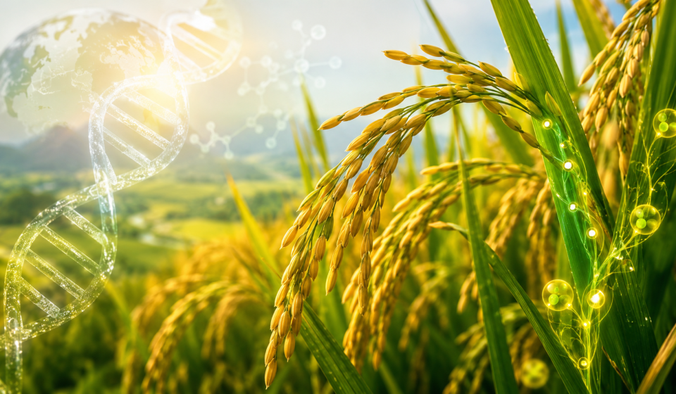 Planta de arroz con representación de ADN y flujo de nutrientes, simbolizando ingeniería genética y eficiencia de uso del nitrógeno