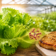 Lechuga y carne de cerdo conectadas visualmente mediante una representación de la proteína mioglobina.