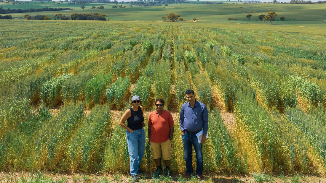 Los autores colaboradores del CCFI, el profesor Rajeev Varshney, Anu Chitikineni y el profesor asociado Reyazul Rouf Mir, fotografiados con un dron durante un ensayo de campo de trigo en Northam, Australia Occidental. Crédito: CCFI