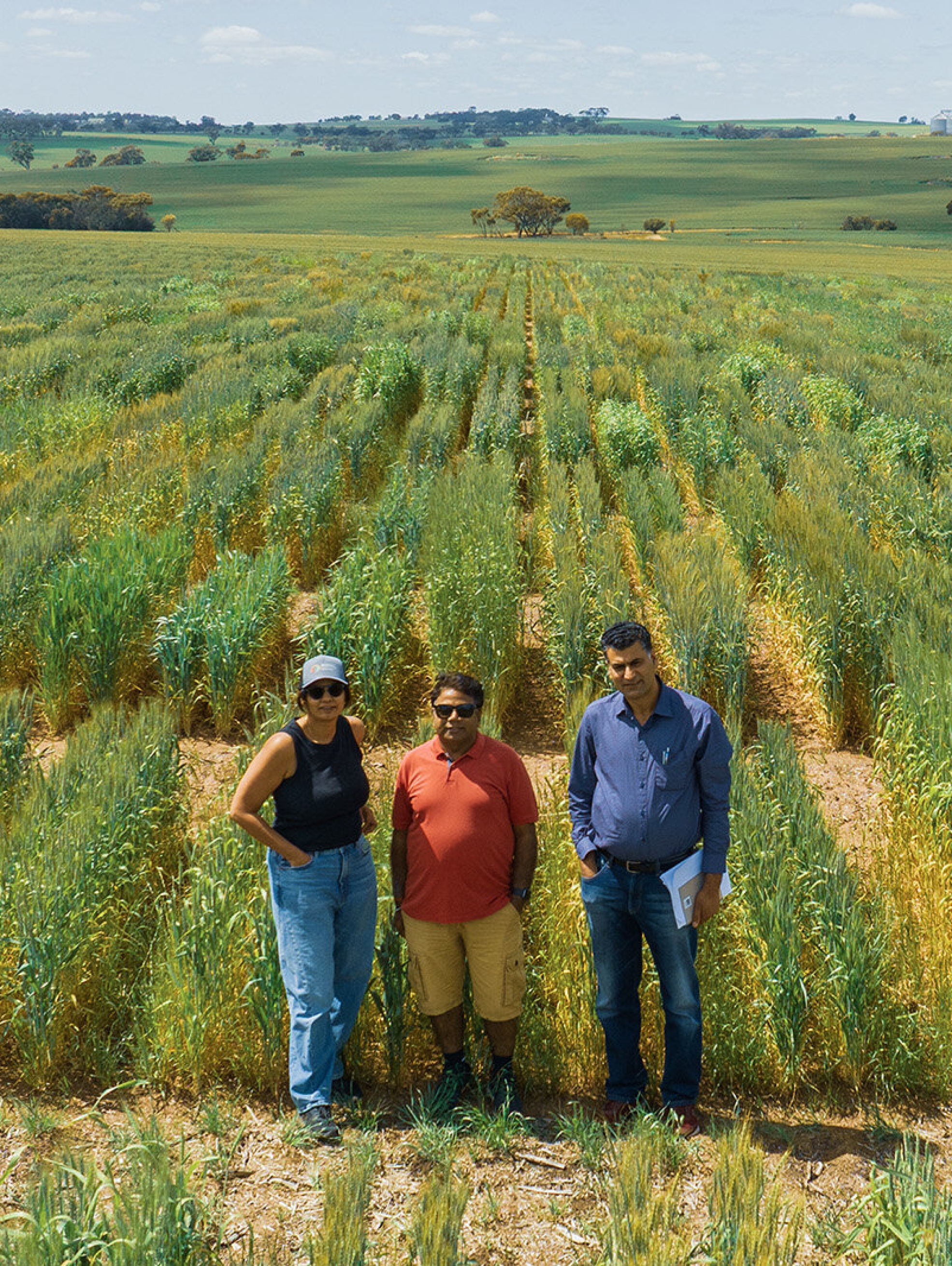 Los autores colaboradores del CCFI, el profesor Rajeev Varshney, Anu Chitikineni y el profesor asociado Reyazul Rouf Mir, fotografiados con un dron durante un ensayo de campo de trigo en Northam, Australia Occidental. Crédito: CCFI