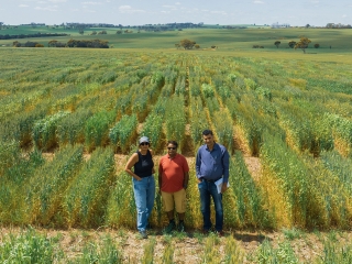 Los autores colaboradores del CCFI, el profesor Rajeev Varshney, Anu Chitikineni y el profesor asociado Reyazul Rouf Mir, fotografiados con un dron durante un ensayo de campo de trigo en Northam, Australia Occidental. Crédito: CCFI