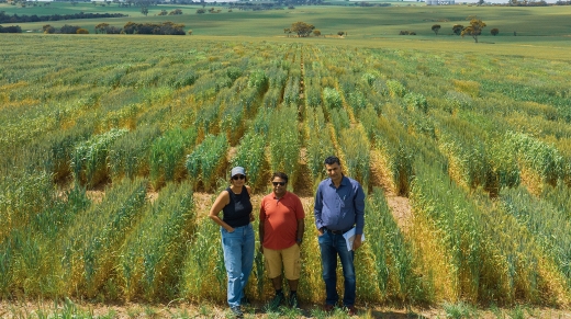 Los autores colaboradores del CCFI, el profesor Rajeev Varshney, Anu Chitikineni y el profesor asociado Reyazul Rouf Mir, fotografiados con un dron durante un ensayo de campo de trigo en Northam, Australia Occidental. Crédito: CCFI