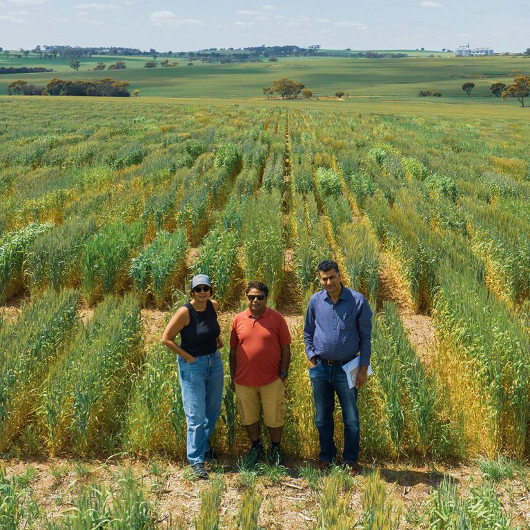 Los autores colaboradores del CCFI, el profesor Rajeev Varshney, Anu Chitikineni y el profesor asociado Reyazul Rouf Mir, fotografiados con un dron durante un ensayo de campo de trigo en Northam, Australia Occidental. Crédito: CCFI