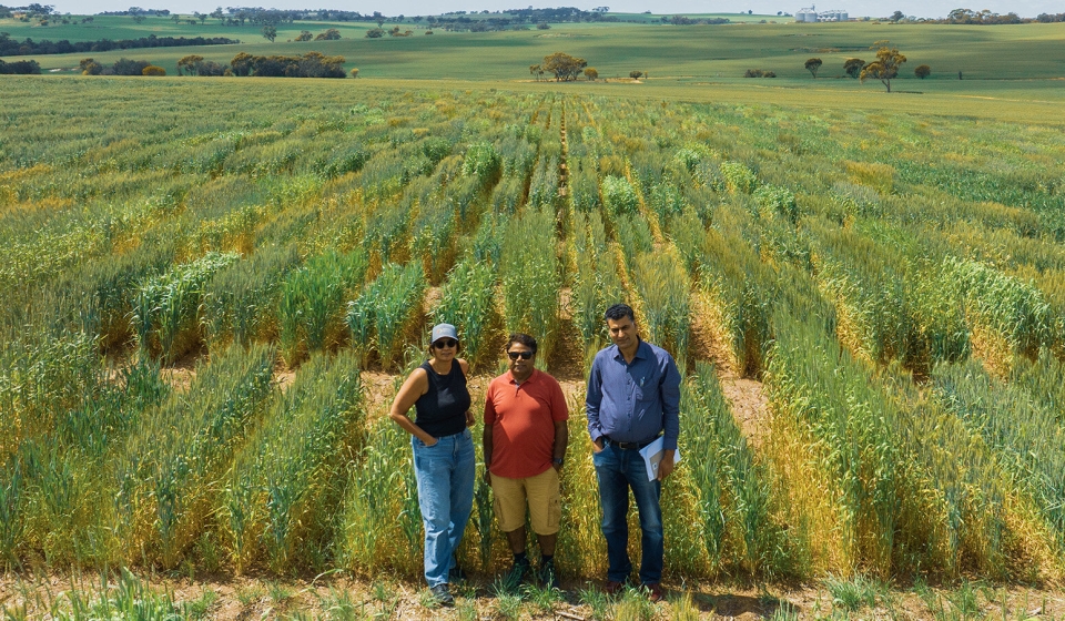 Los autores colaboradores del CCFI, el profesor Rajeev Varshney, Anu Chitikineni y el profesor asociado Reyazul Rouf Mir, fotografiados con un dron durante un ensayo de campo de trigo en Northam, Australia Occidental. Crédito: CCFI