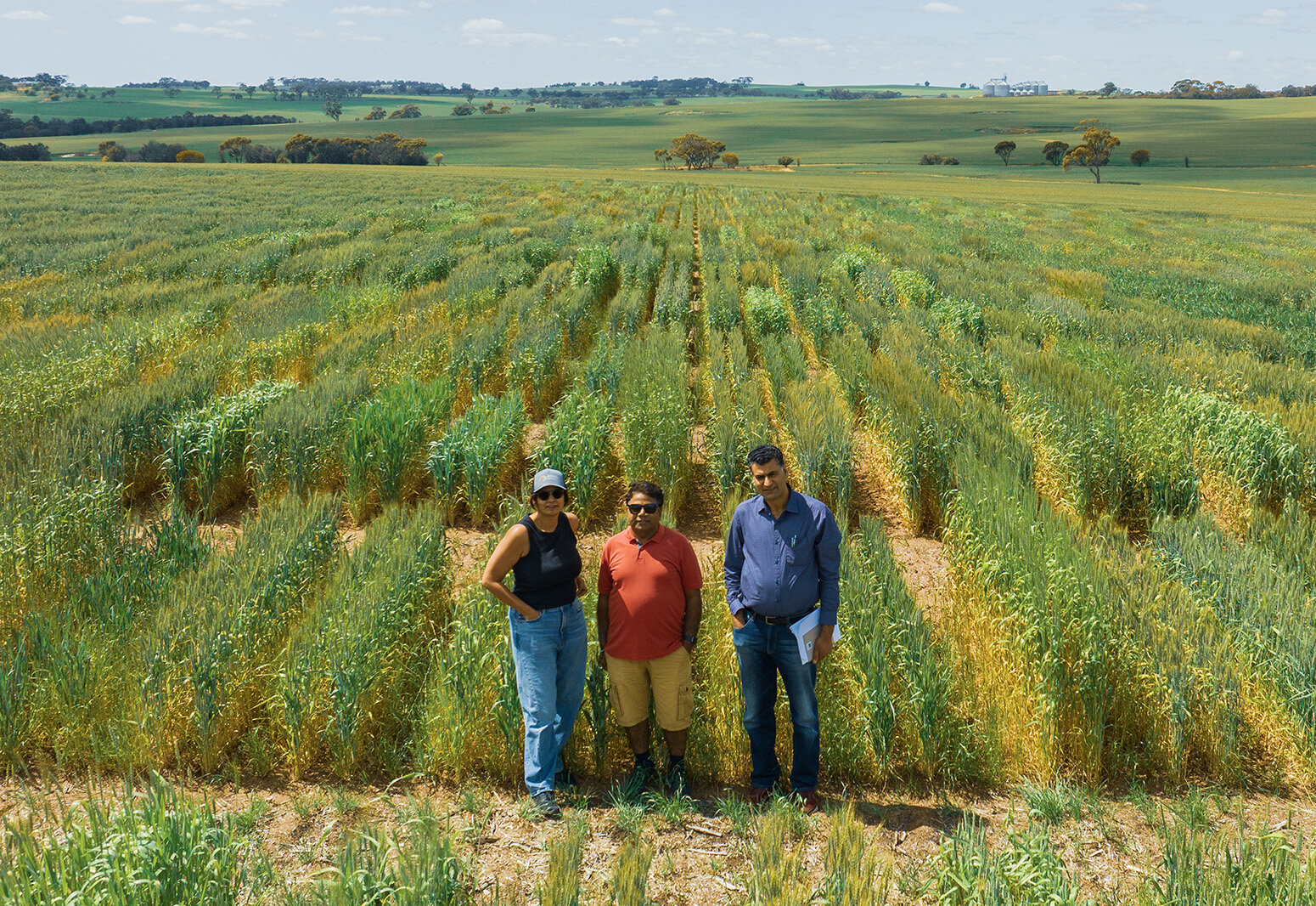 Los autores colaboradores del CCFI, el profesor Rajeev Varshney, Anu Chitikineni y el profesor asociado Reyazul Rouf Mir, fotografiados con un dron durante un ensayo de campo de trigo en Northam, Australia Occidental. Crédito: CCFI