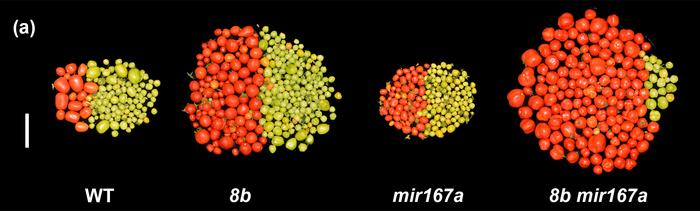 Tomates editados con CRISPR evaluados por su capacidad de formar frutos y mantener la producción bajo condiciones frías.