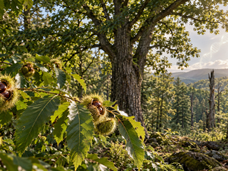 Castaño americano saludable creciendo en un bosque del este de Estados Unidos, representación de restauración mediante biotecnología.