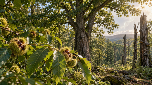Castaño americano saludable creciendo en un bosque del este de Estados Unidos, representación de restauración mediante biotecnología.