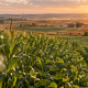 Campos de maíz y soya en Estados Unidos representando el aporte de los cultivos transgénicos a la productividad y adaptación frente al cambio climático.