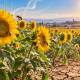 Girasoles creciendo bajo sequía y altas temperaturas con abejas polinizadoras y elementos de genética vegetal.