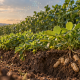 Plantas compactas de maní creciendo a alta densidad con vainas bajo tierra y una representación sutil de un pangenoma.