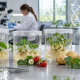 Brotes de cítricos, frutilla, papa y álamo regenerándose en cultivo de tejidos como representación de la tecnología CRISPR-Combo.