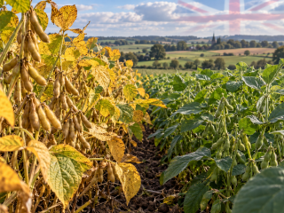 Campo de soya editada genéticamente de maduración temprana junto a plantas convencionales en Reino Unido.