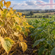 Campo de soya editada genéticamente de maduración temprana junto a plantas convencionales en Reino Unido.