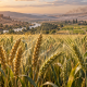 Espigas de trigo y cebada en un campo agrícola con una representación tenue de