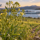 Cultivo de camelina con flores amarillas y semillas oleaginosas, junto a un avión, salmonicultura y aceite vegetal, representando sus aplicaciones en biocombustibles, omega-3 y agricultura sostenible.