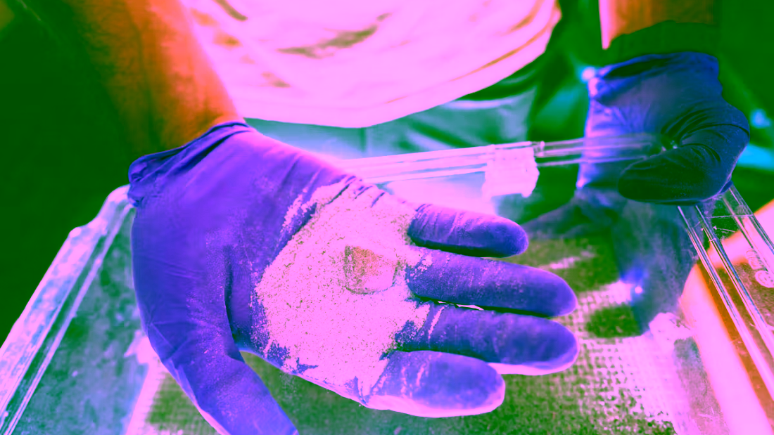 Manos con guantes morados sostienen arena de olivino, mineral utilizado en experimentos de captura de CO₂ mediante bacterias marinas modificadas.