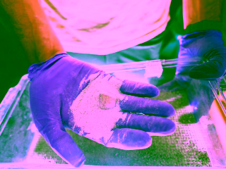 Manos con guantes morados sostienen arena de olivino, mineral utilizado en experimentos de captura de CO₂ mediante bacterias marinas modificadas.