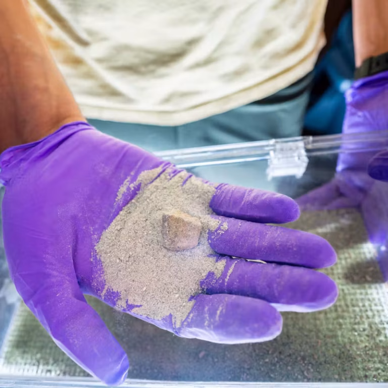 Manos con guantes morados sostienen arena de olivino, mineral utilizado en experimentos de captura de CO₂ mediante bacterias marinas modificadas.