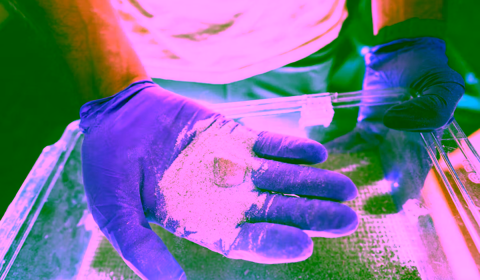 Manos con guantes morados sostienen arena de olivino, mineral utilizado en experimentos de captura de CO₂ mediante bacterias marinas modificadas.