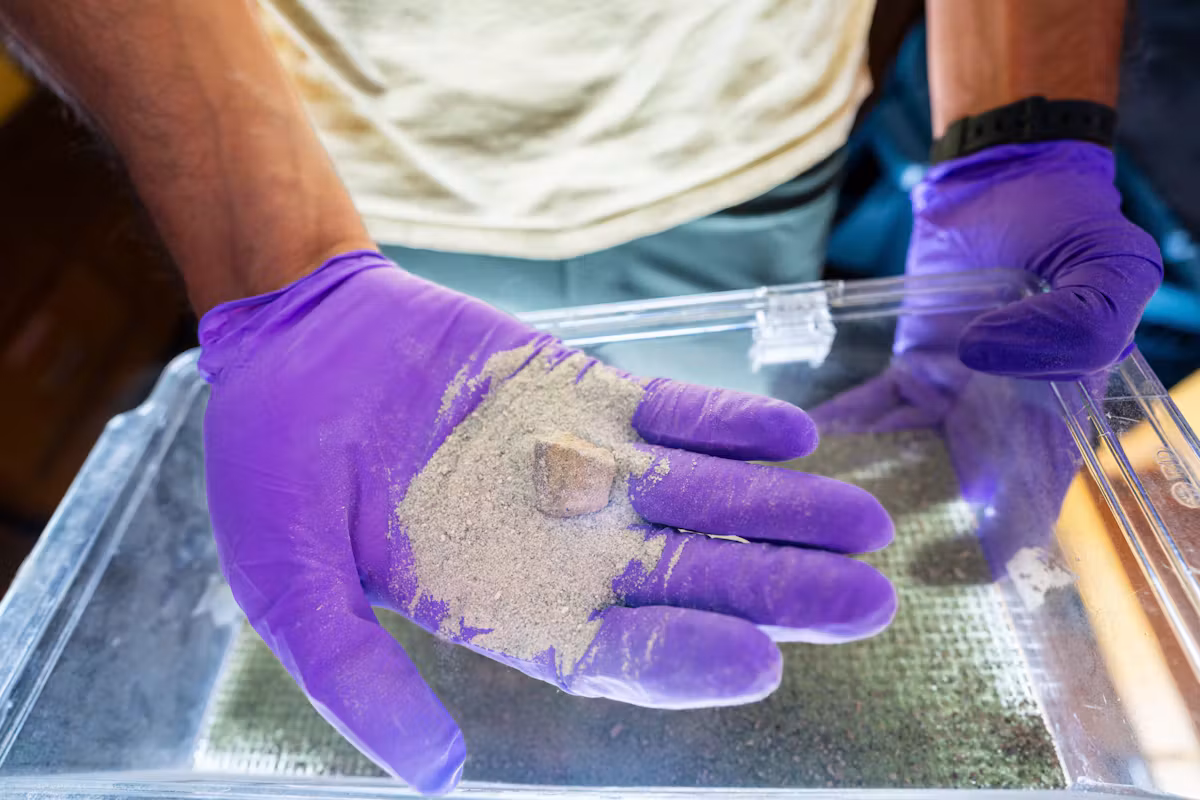 Manos con guantes morados sostienen arena de olivino, mineral utilizado en experimentos de captura de CO₂ mediante bacterias marinas modificadas.