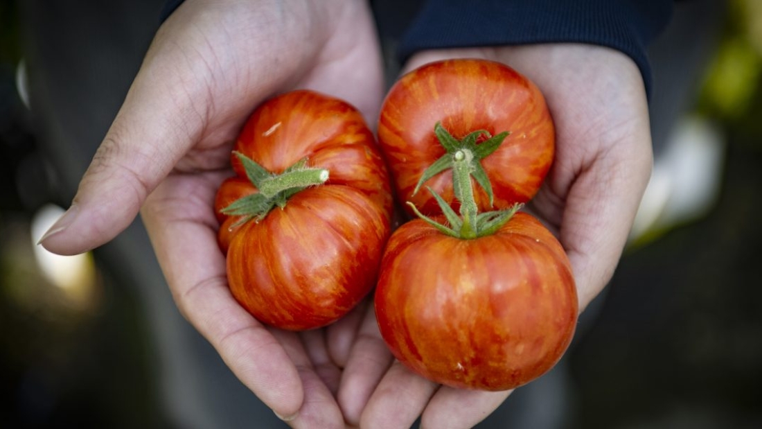 tomatovitaminaD