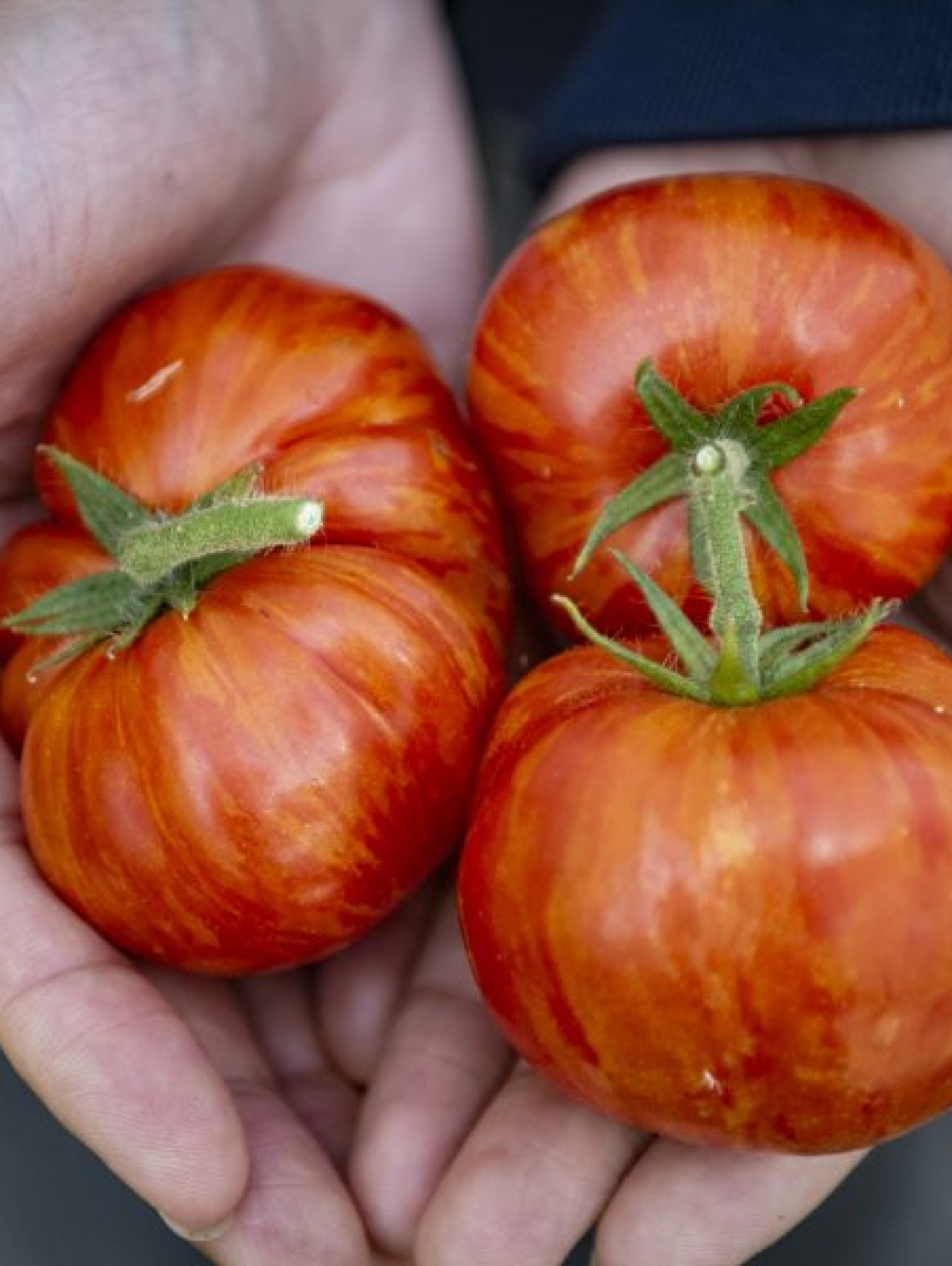 tomatovitaminaD