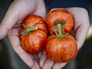 tomatovitaminaD