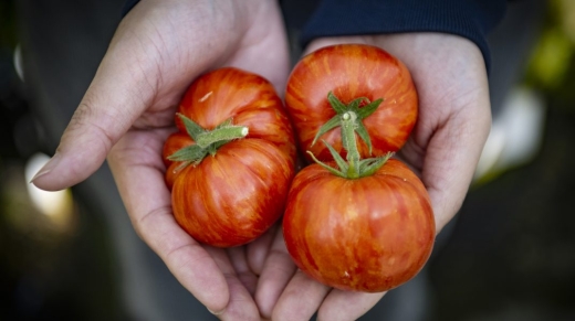tomatovitaminaD