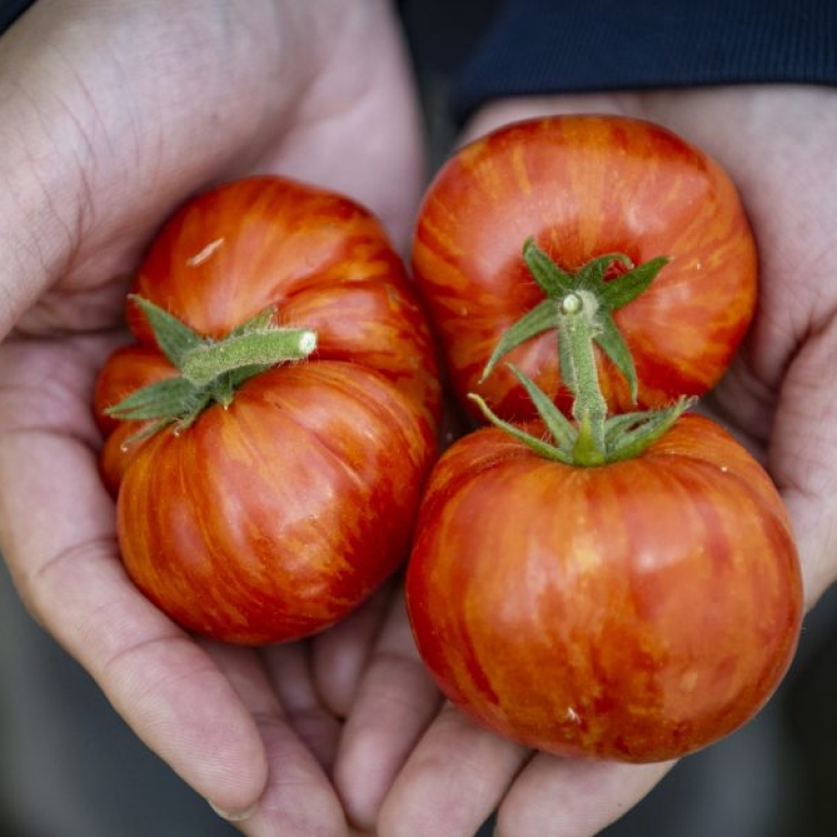 tomatovitaminaD
