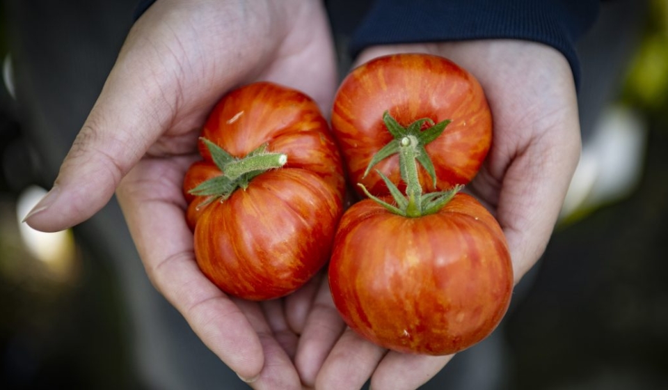tomatovitaminaD