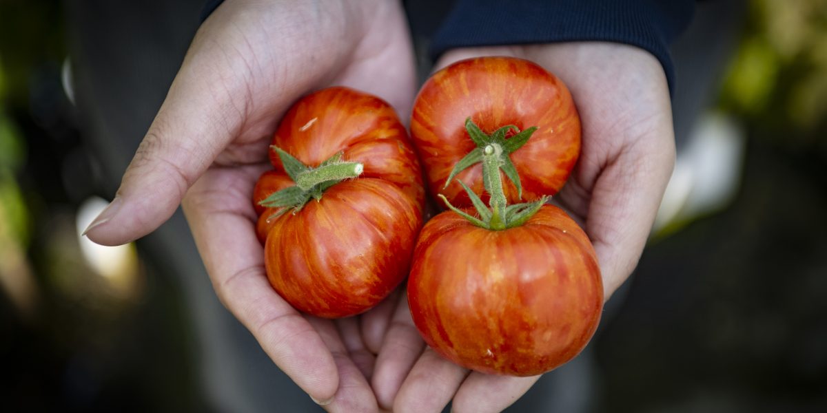 tomatovitaminaD
